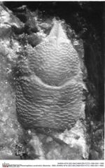 Historisches Foto von Cracensigillatus acutirostris (Moericke, 1889) (NHMW-AFW-GEO-BACHMAYER-FOTO-1990-0041-1688)